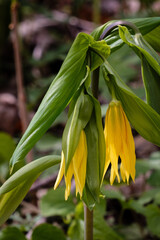 Bellwort or merrybells (Uvularia grandiflora) with large yellow flowers