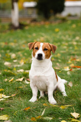 Jack Russell Terrier dog sitting on green grass with fall leaves in autumn park. Сute dog is...