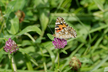 Painted Lady (Vanessa Cardui) Butterfly perched on pink flower in Zurich, Switzerland
