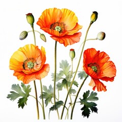 Fototapeta premium A vibrant illustration of orange poppy flowers with green leaves, showcasing botanical beauty.
