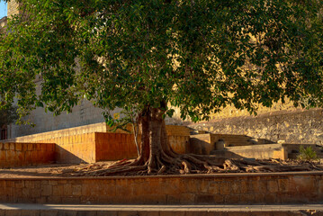 Majestic tree with open air roots Oaxaca, Mexico