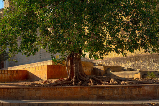 Majestic tree with open air roots Oaxaca, Mexico