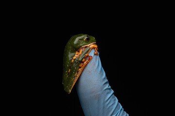 Frog Conservation Biologist