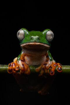 Tiger Leg Monkey Frog. Phyllomedusa tomopterna.