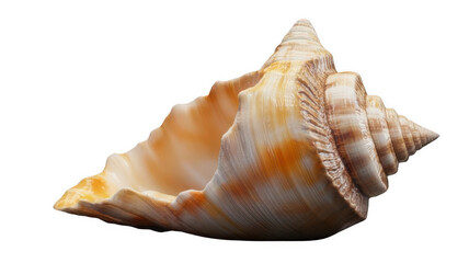 photo of a seashell with unique shape and texture, photorealistic, transparent background