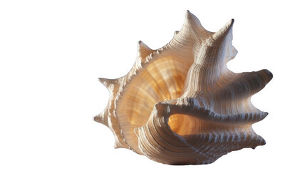 Fototapeta premium photo of a seashell with unique shape and texture, photorealistic, transparent background