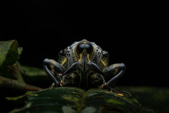 Weevil Insect Macro Photography
