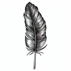 Obraz premium Ink drawing of an isolated bird feather from the wing. Black and white feather illustration element.