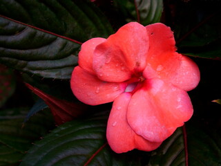 Vivid Red Flower with Dew Drops against a Dark, Leafy Background