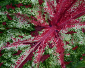 Close-up View of a Vivid, Grean, White, and Magenta Leaf
