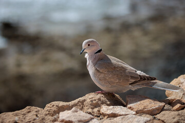 Obraz premium Eurasian Collared Dove Perched on Sunlit Rocks.