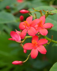 Closeup View of Bright Red Flowers with Parts Clearly Visible against a Rich Green Background
