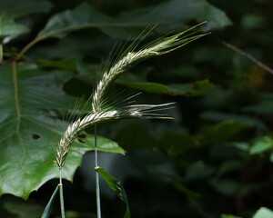 Flowing Grass Seedheads against a Leafy Green Backdrop
