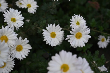 Fototapeta premium white chrysanthemum flowers, white daisy flowers as a background 