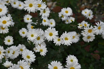 Fototapeta premium white chrysanthemum flowers, white daisy flowers as a background 