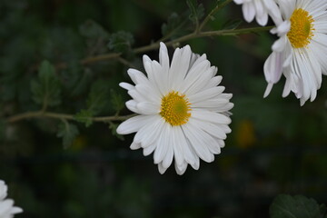 white chrysanthemum flowers, white daisy flowers as a background 