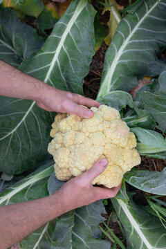 male hands holding a head of cabbage
