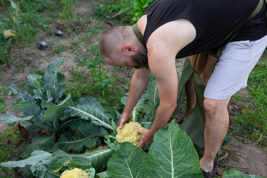 process of picking cabbage