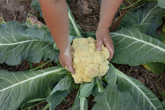 female hands with cauliflower