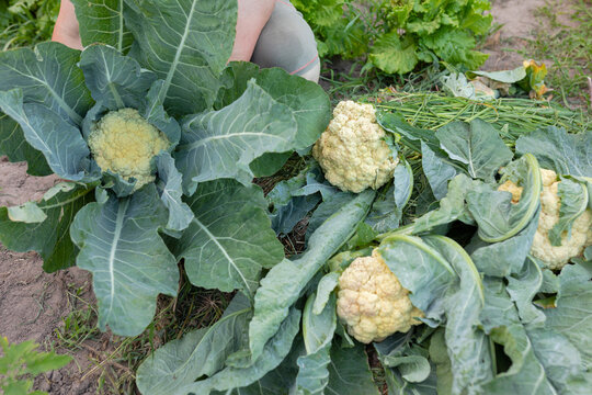 cabbage in the hands of a farmer