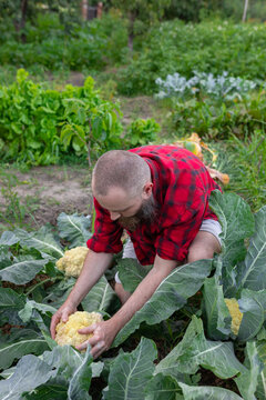 gardener harvesting
