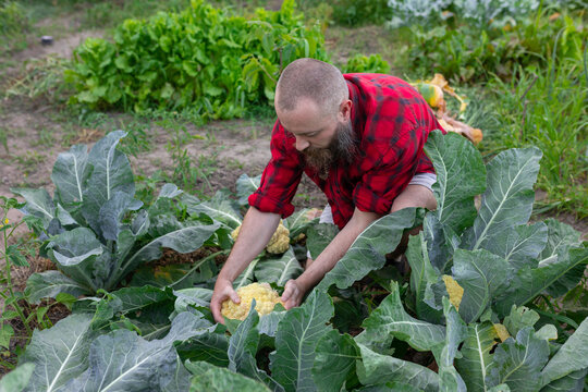 harvesting cabbage