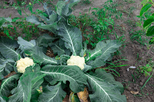 cabbage in the ground