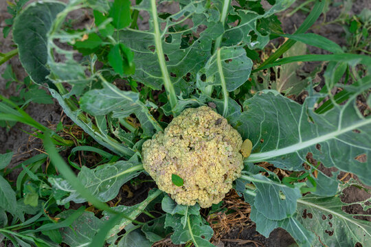 affected cabbage