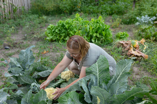 woman picking cabbage