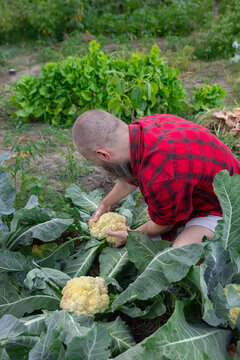man twisting cabbage