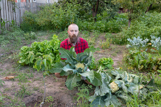 farmer with cabbage