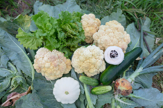 composition of the harvested crop