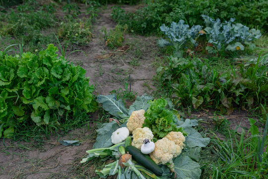vegetable garden with beds