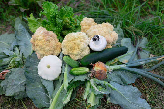 different vegetables