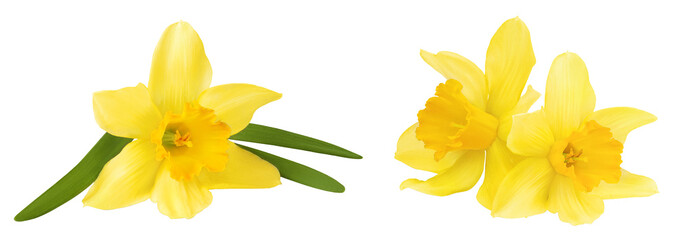 Fototapeta premium Daffodil flower or narcissus isolated on white background with full depth of field