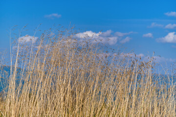 Dry, tall grass against a blue sky with light clouds