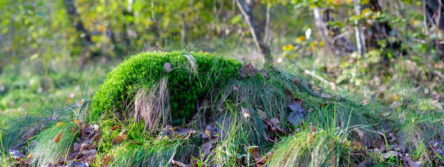 A knoll overgrown with green moss in a sunny, fall forest. The texture is natural, forest