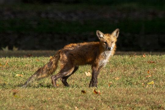 A Red Fox with hair loss from sarcoptic mange stands outside on a sunny day, in a clearing near the woods.
