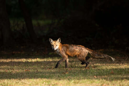 A Red Fox with hair loss from sarcoptic mange stands outside on a sunny day, in a clearing near the woods.