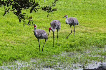 Sandhill Crane family waking along a neighborhood pond.