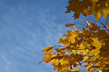 yellow maple leaves close-up as background against blue sky, autumn maple leaves background, yellow maple leaves branches against blue sky, bright autumn backgrounds