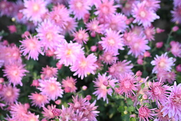 Pink aster flowers close up – blooming pink chrysanthemums floral background, autumn garden blossom, delicate pastel flowers texture for design, greeting card, wedding, romantic and decorative concept