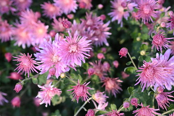 Pink aster flowers close up – blooming pink chrysanthemums floral background, autumn garden blossom, delicate pastel flowers texture for design, greeting card, wedding, romantic and decorative concept