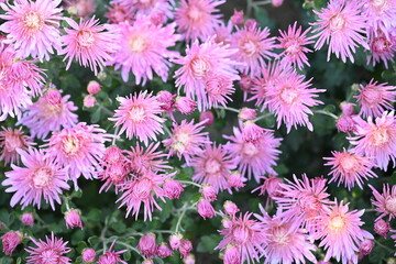 Fototapeta premium Close up photo of chrysanthemum top, chrysanthemum flowers macro as background, floral fall backgrounds 