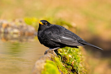 Fototapeta premium Common Blackbird