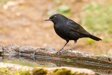 Obraz premium Common Blackbird