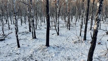 Devastated forest with charred trees and animal tracks in ash