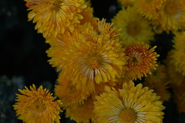 Obraz premium Close up photo of yellow chrysanthemum top, brown chrysanthemum flowers macro as background, floral fall backgrounds 