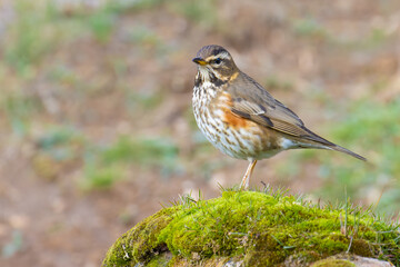 Redwing