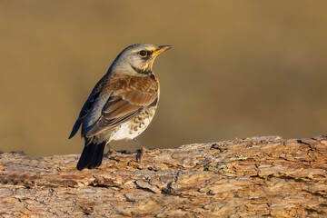 Fieldfare